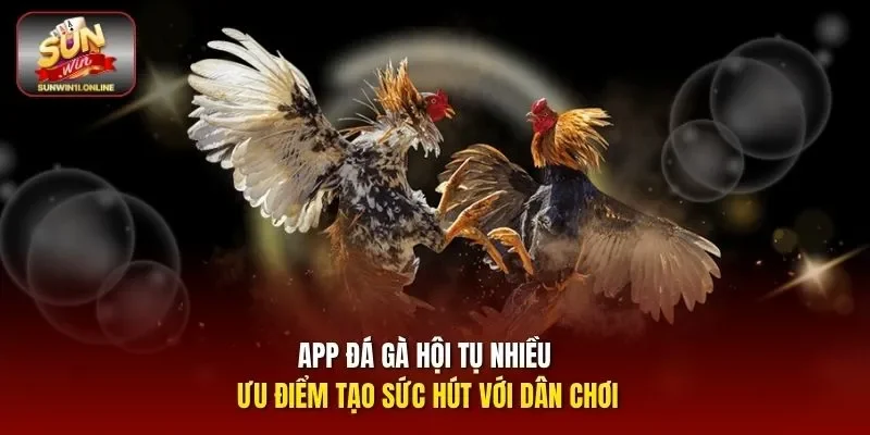 App Đá Gà Sunwin - Hướng Dẫn Tải Và Trải Nghiệm Cá Cược 2 Sunwin App đá gà hội tụ nhiều ưu điểm tạo sức hút với dân chơi