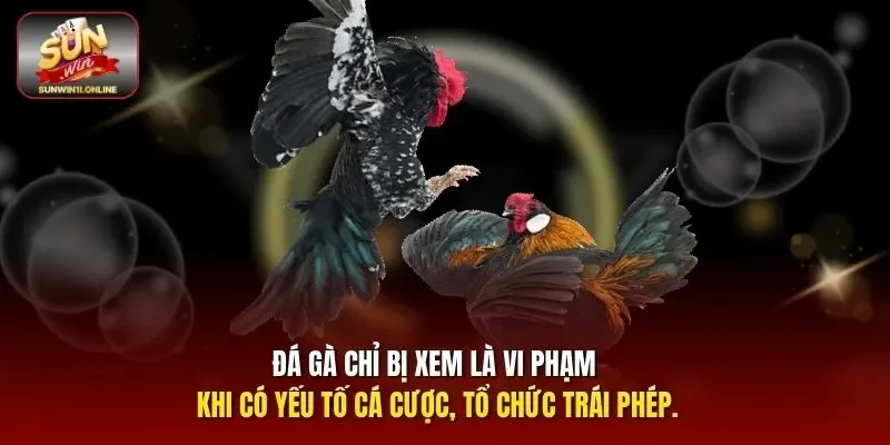 Đá Gà Có Phạm Pháp Không? Giải Đáp Chi Tiết Nhất Cho Bạn 10 Sunwin Đá gà chỉ bị xem là vi phạm khi có yếu tố cá cược, tổ chức trái phép.