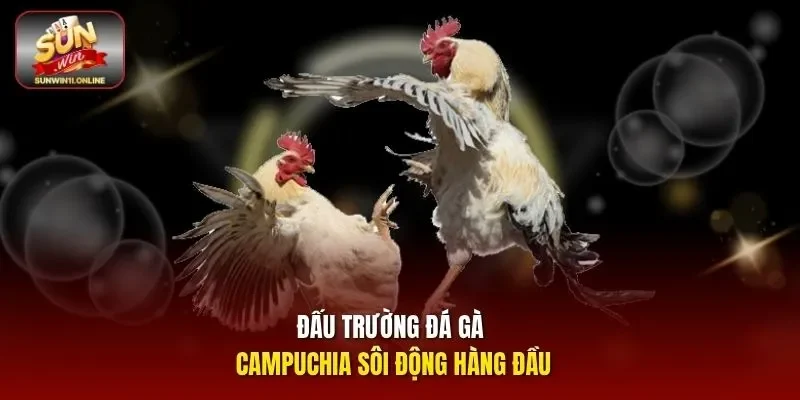 Đá Gà Campuchia - Khám Phá Trò Chơi Cá Cược Đỉnh Cao 2026 2 Sunwin Đấu trường đá gà Campuchia sôi động hàng đầu