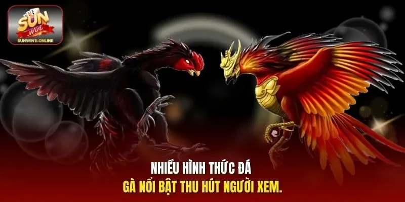Đá Gà Có Phạm Pháp Không? Giải Đáp Chi Tiết Nhất Cho Bạn 11 Sunwin Nhiều hình thức đá gà nổi bật thu hút người xem.